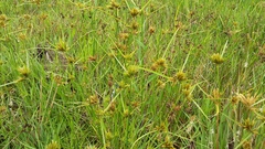 Cyperus polystachyos polystachyos