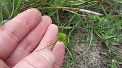 Cyperus erectus