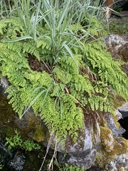Adiantum venustum