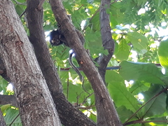 Callithrix penicillata