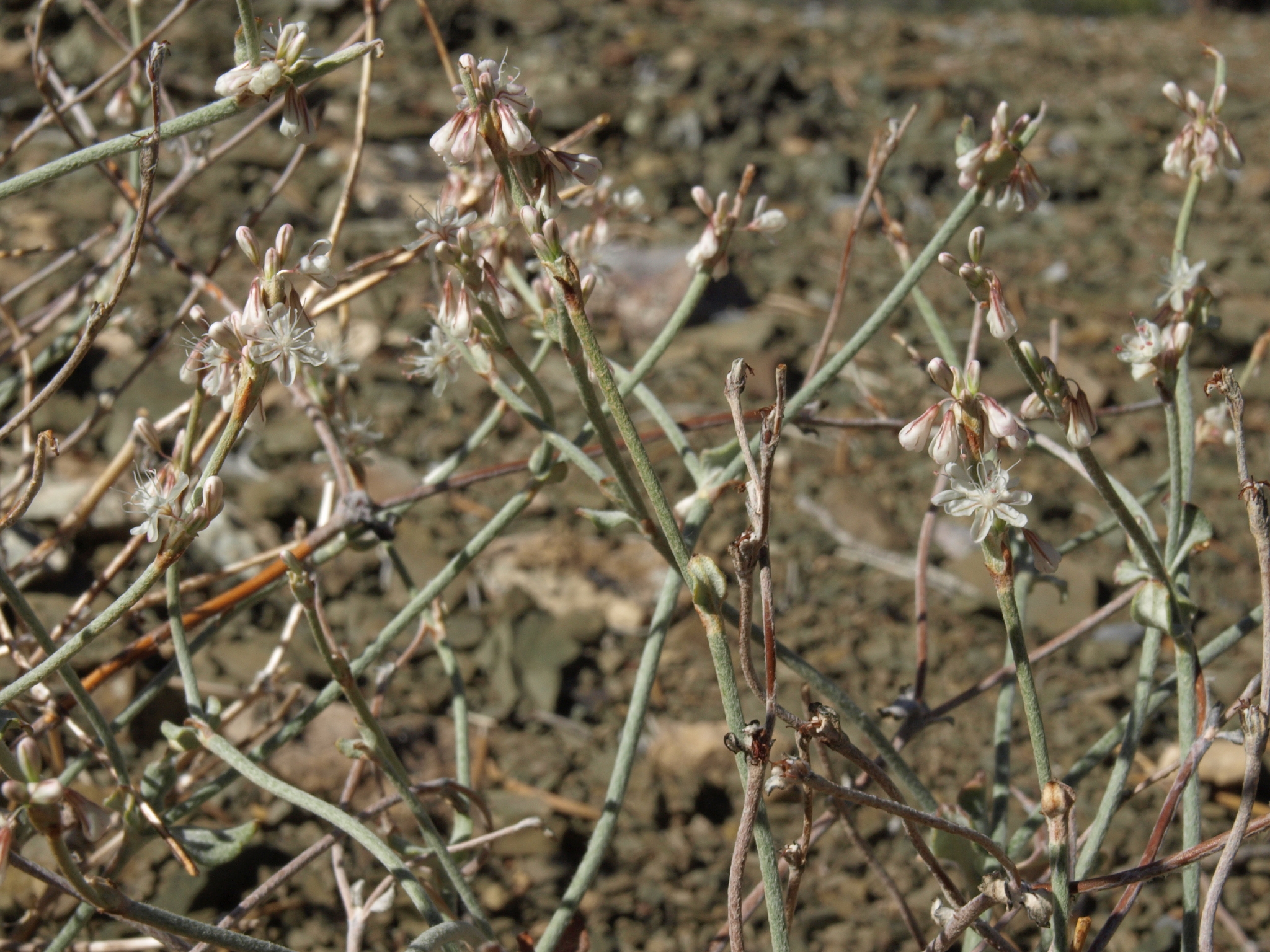 Eriogonum panamintense
