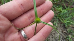 Cyperus erectus