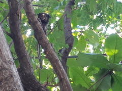 Callithrix penicillata