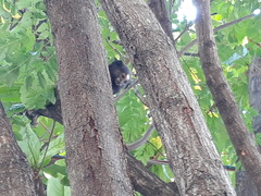 Callithrix penicillata