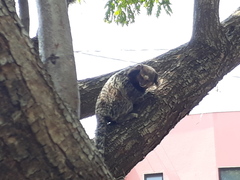 Callithrix penicillata