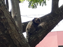 Callithrix penicillata