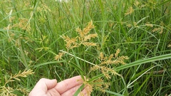 Cyperus fastigiatus