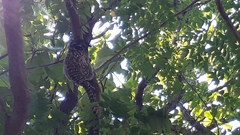 Callithrix penicillata