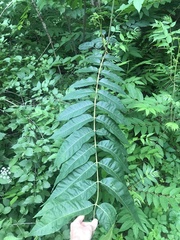 Toona sinensis
