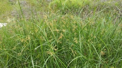 Cyperus fastigiatus