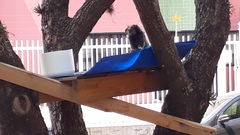 Callithrix penicillata