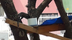 Callithrix penicillata