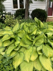Hosta