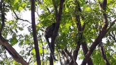 Callithrix penicillata