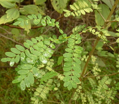 Sophora chrysophylla