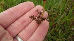 Juncus oxycarpus