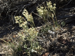 Eriogonum rupinum