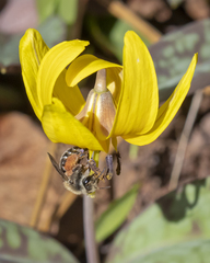 Andrena erythronii
