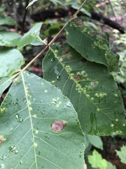 Pseudomicrostroma juglandis