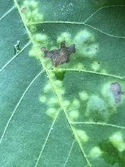 Pseudomicrostroma juglandis