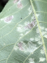 Pseudomicrostroma juglandis