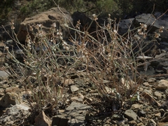 Eriogonum panamintense