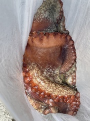 Octopus sinensis