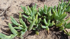 Malephora lutea