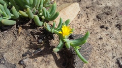 Malephora lutea