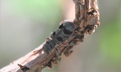 Enoclerus viduus