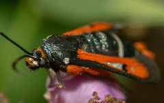 Pyropteron chrysidiforme