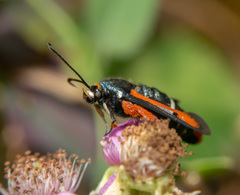 Pyropteron chrysidiforme