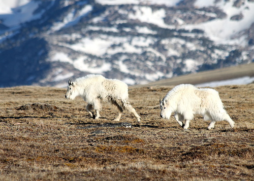 Mountain Goat photographed in Wyoming