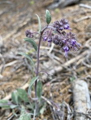Phacelia humilis