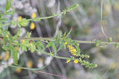 Agrimonia bracteata