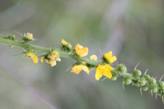 Agrimonia bracteata