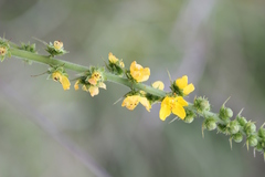Agrimonia bracteata