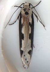 Ethmia bipunctella