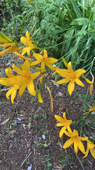 Hemerocallis lilioasphodelus