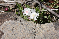 Delosperma grantiae