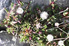 Delosperma grantiae