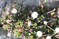 Delosperma grantiae