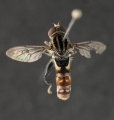 Anasimyia grisescens