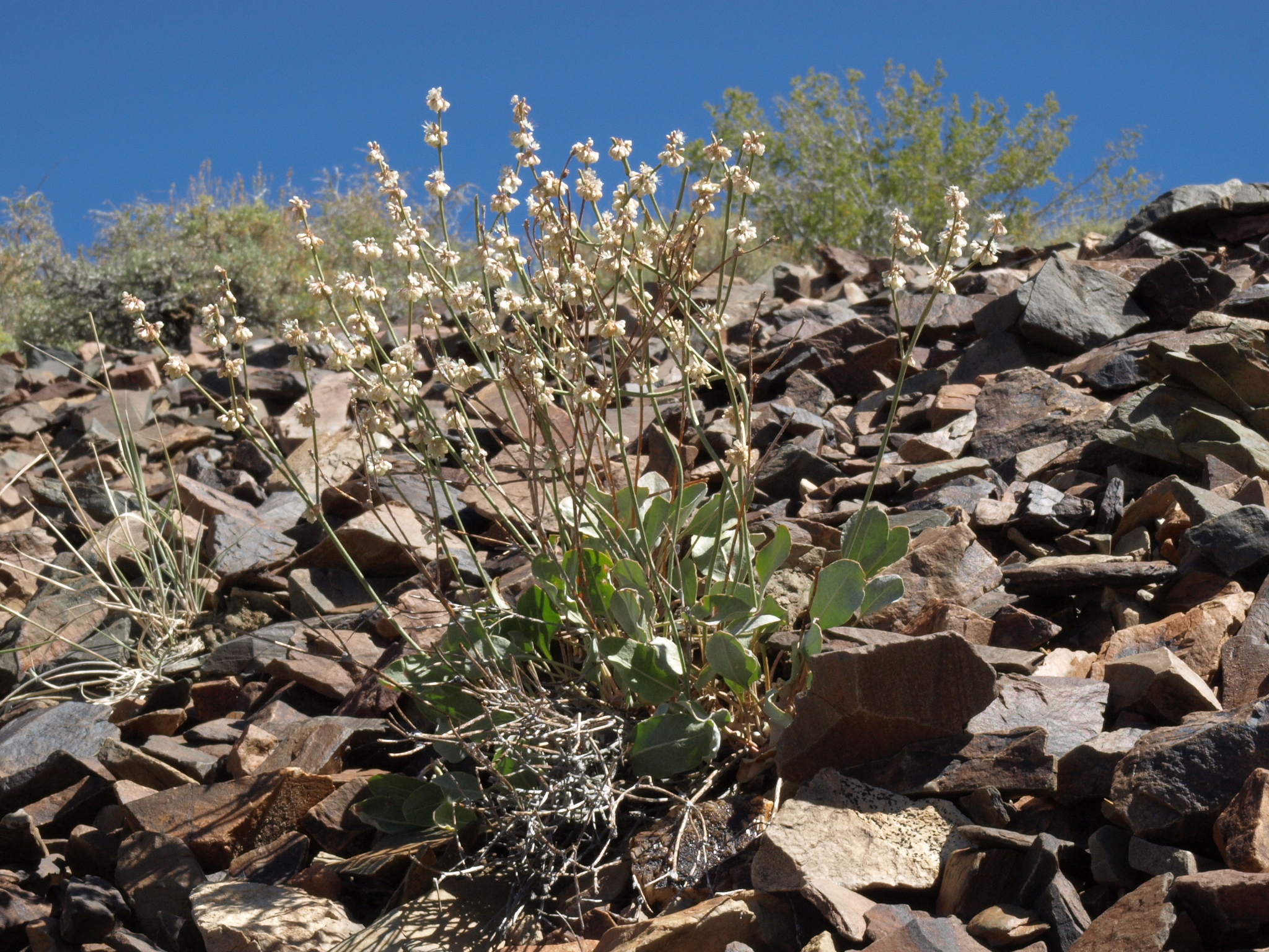 Eriogonum rupinum
