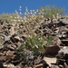 Eriogonum rupinum - Photo (c) Jim Morefield, algunos derechos reservados (CC BY)