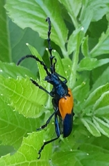 Desmocerus palliatus