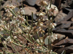 Eriogonum rupinum