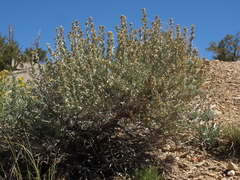 Artemisia rothrockii