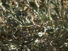 Artemisia rothrockii
