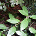 Hedycarya angustifolia - Photo (c) Pete The Poet,  זכויות יוצרים חלקיות (CC BY-NC)